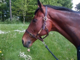 Badminton - horse inspection